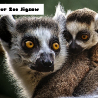 Lemur Zoo Jigsaw